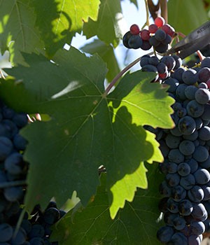 sangiovese